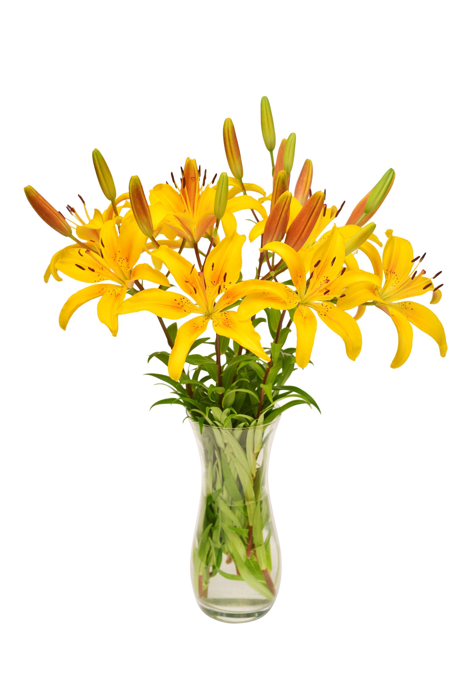 Lilien in Gelb