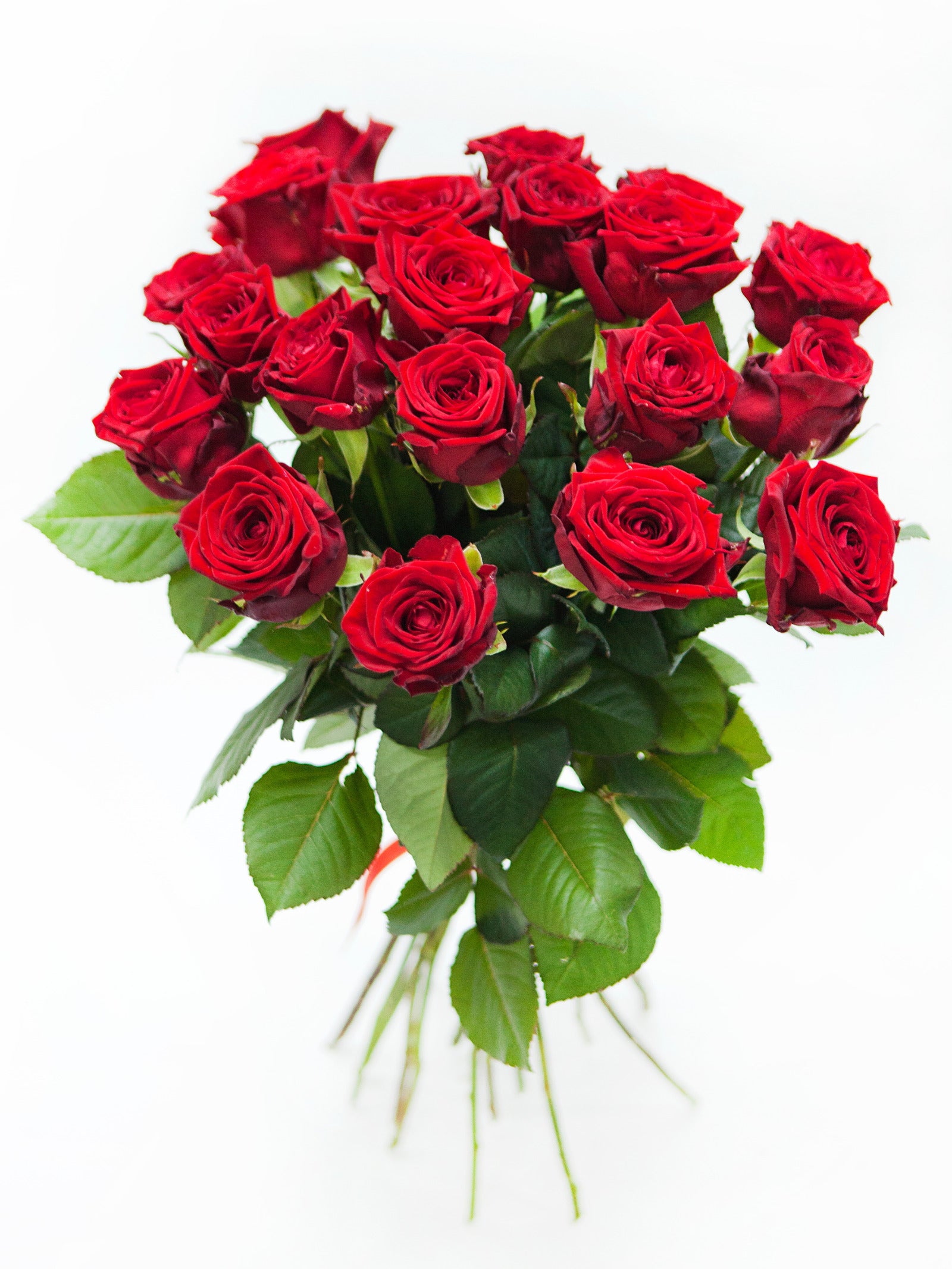 Rote Rosen 'Red Naomi' 60-70 cm
