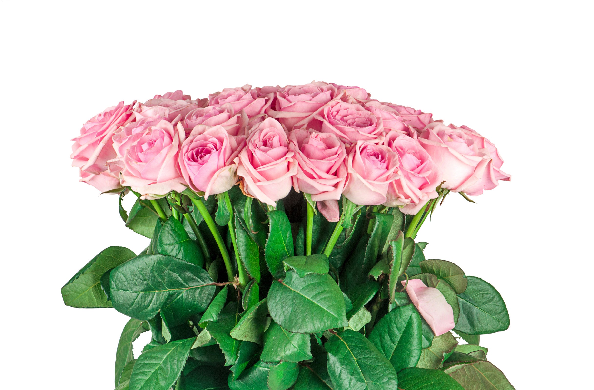 Rosa Rosen / 40-50 cm